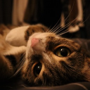 avatar 𝕷𝖆𝖚𝖗𝖆