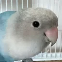 king.birb avatar