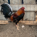 avatar GallitoMendoza