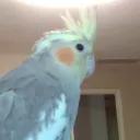 yamester