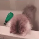 whitesushi