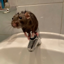 avatar 𝐶ℎ𝑒𝑟𝑟𝑦 ᯓ ᡣ𐭩