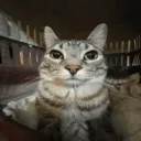 Аватар hugecat656