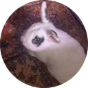 samudd