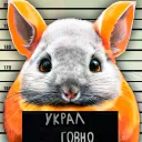 chinchilla282