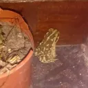 zolopatrik111 avatar