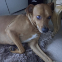 avatar applepie girl