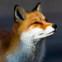 avatar Fox