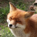 avatar Fox