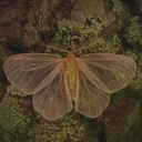 avatar 🪶Archer🪲