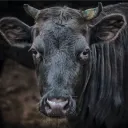 blackcow123
