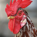 avatar UnHingedRooster98