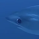 thesharkguy_official
