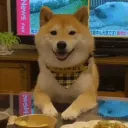 danshiba