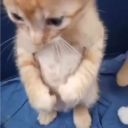 avatar แมวร้าย