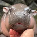 adieualle