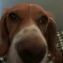 yk_alfie
