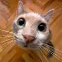 duscheissmitarbeiter69 avatar