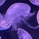 mimikyuwitch