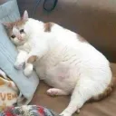 astarcatsnft
