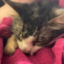 avatar Doll  ྀིྀི