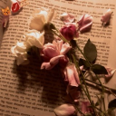 avatar ᴅᴏʟʟ ྀིྀི