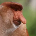 lungxte