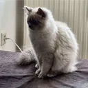schokolade_700