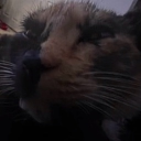 avatar zii (454-852-266)