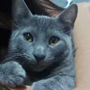 vevetti