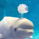 sillybabyrock