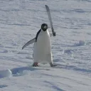 pinguin_cute