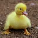 duckstar1111