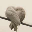 avatar ✝𝓓𝓸𝓿𝓮౨ৎ✝