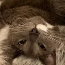 wantsumass