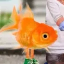 funnycat1234_9