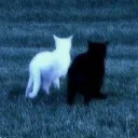 Аватар crayn4707