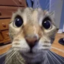 _reikoo_