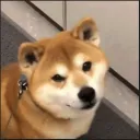 mydgoat