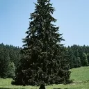 Аватар goriltic