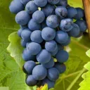 syrah_dionysus