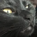 zazuthekitty2831