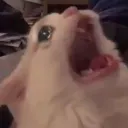 felinelk9
