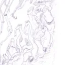 crealdont