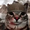 gato1233 avatar