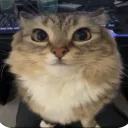 r_snowy