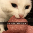 avatar mushroom 🎍