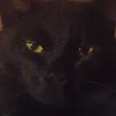 zmdmrkingcat
