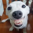 originaldoggy avatar
