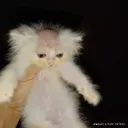 retsamfloweht avatar